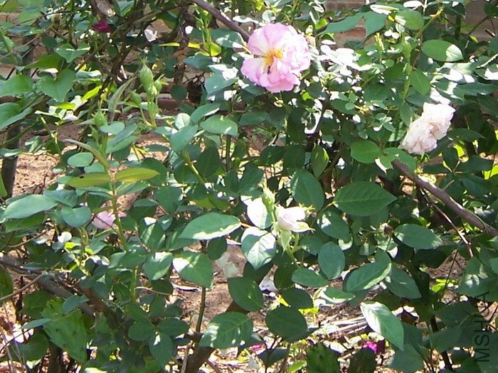1000503 006.jpg