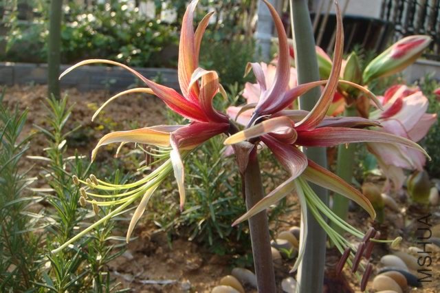 ������С DSC05199.JPG