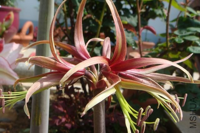 ������С DSC05186.JPG