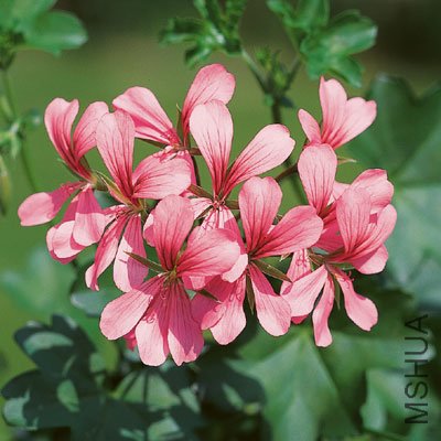 Balcon-Rose.jpg