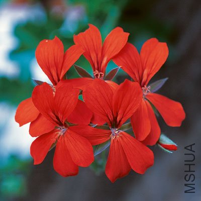 Balcon-Red.jpg