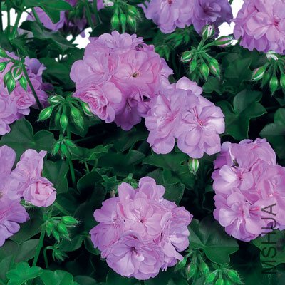 Double-Lilly.jpg