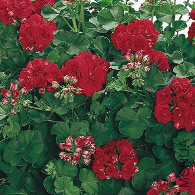 Double-Red Sybil.jpg