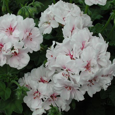 Double-Blanche Roche.jpg