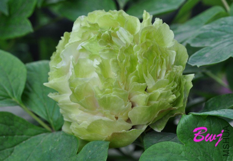 ���̻���504 .jpg