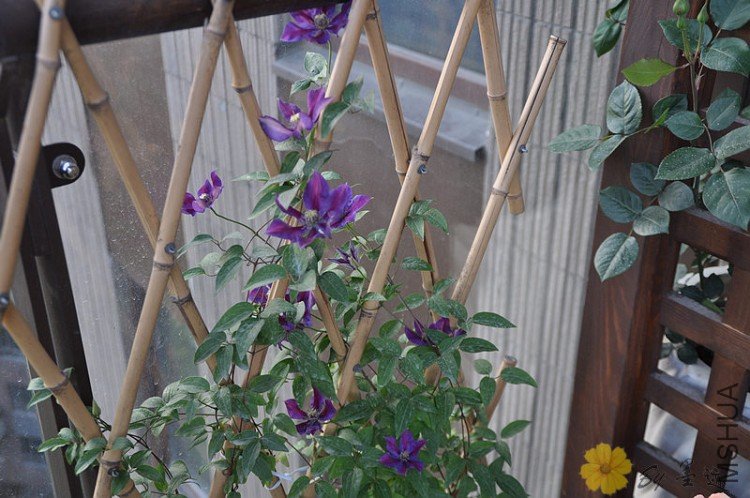 nEO_IMG_��Ƭ 275.jpg