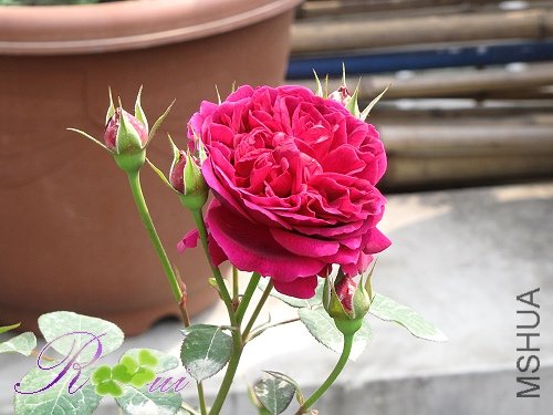 IMG_8141.jpg