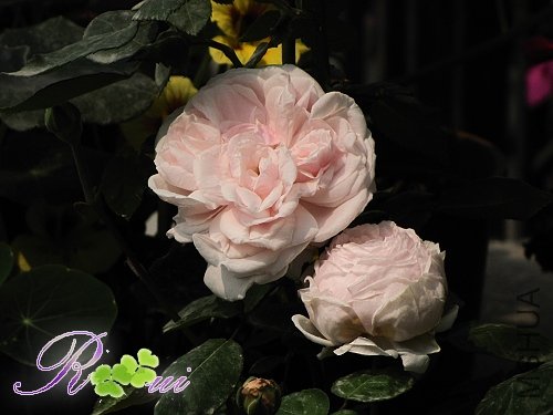 IMG_8161.jpg