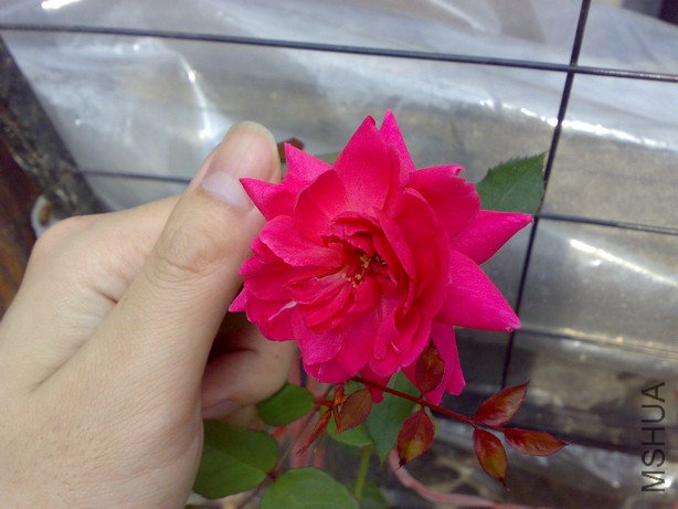 20100502170.jpg