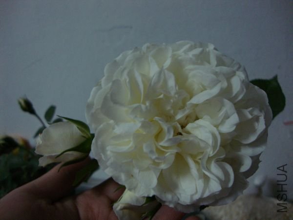 nEO_IMG_DSC00166.jpg