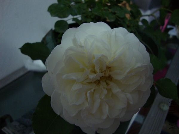 nEO_IMG_DSC00167.jpg