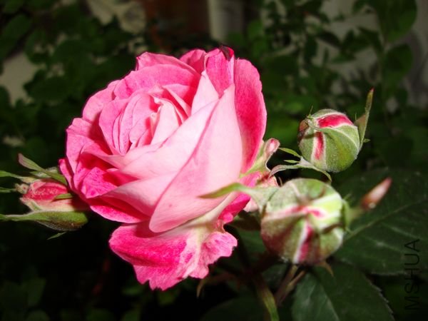 nEO_IMG_DSC00170.jpg