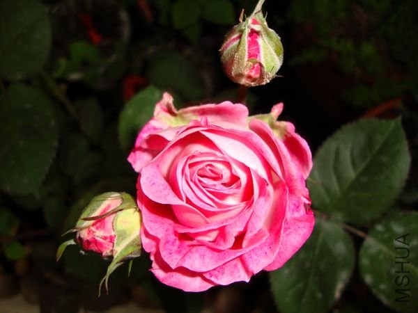 nEO_IMG_DSC00171.jpg