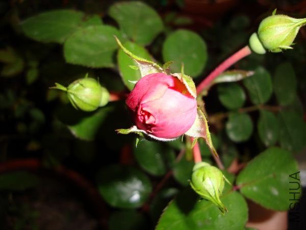 nEO_IMG_DSC00177.jpg