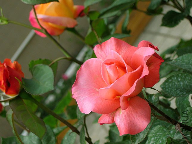 ���� (1).jpg