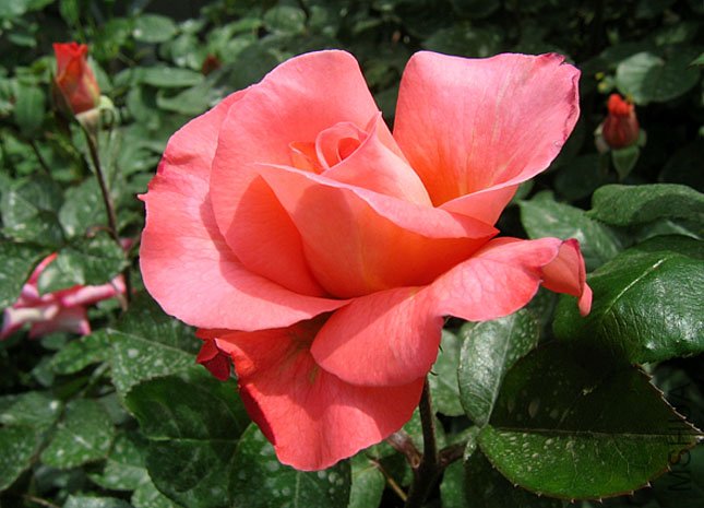 ���� (2).jpg