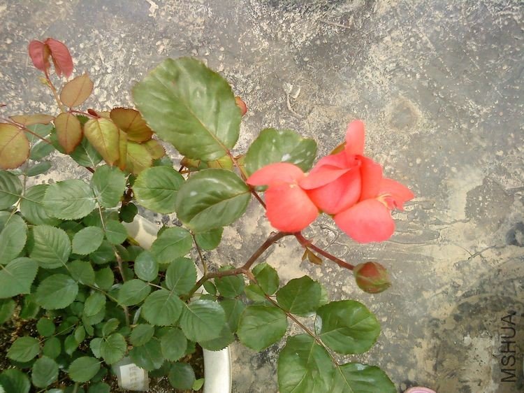 DSC00632.JPG