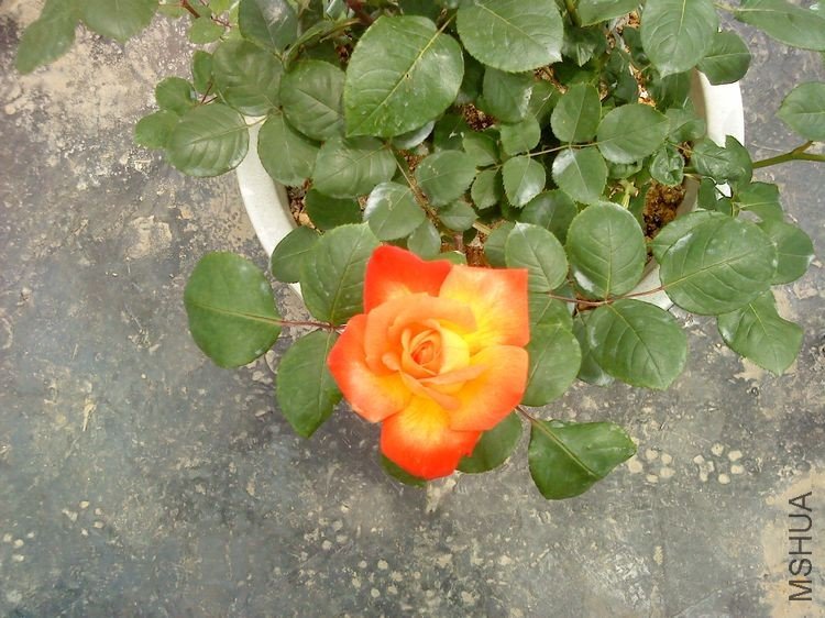 DSC00637.JPG