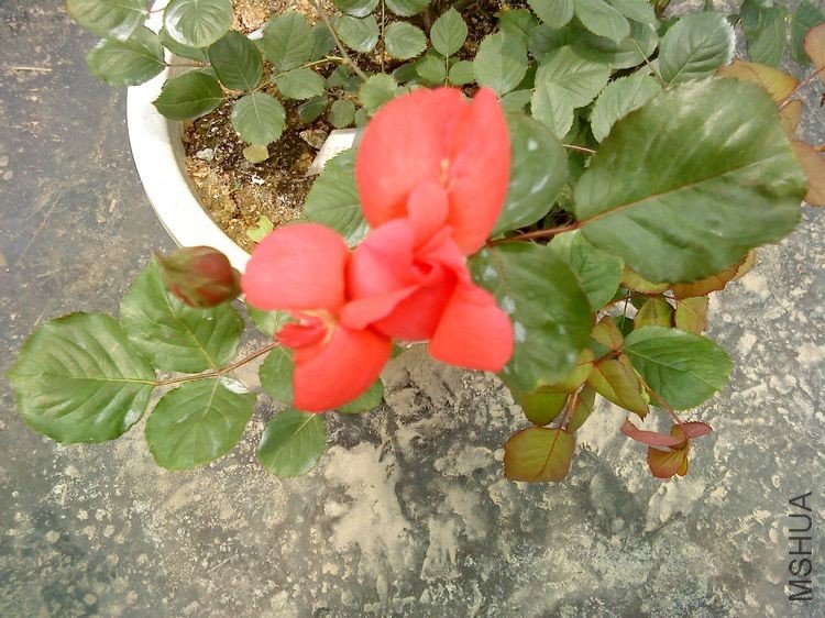 DSC00633.JPG