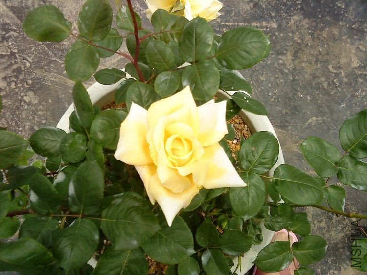 DSC00638.JPG