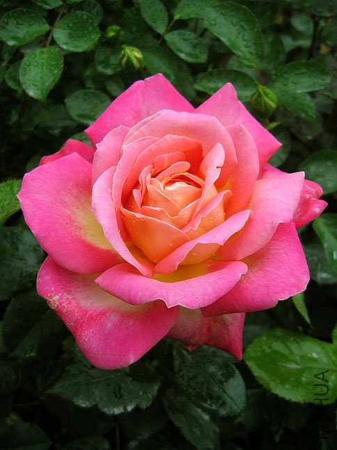 �����ƽ (1).jpg