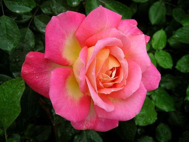 �����ƽ (3).jpg