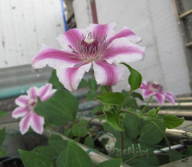 2010-05-04 ���ɱ�-ȫ��-do.jpg