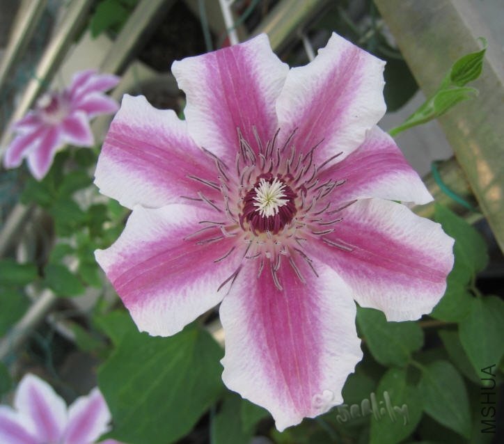 2010-05-04 ���ɱ�1-do.jpg