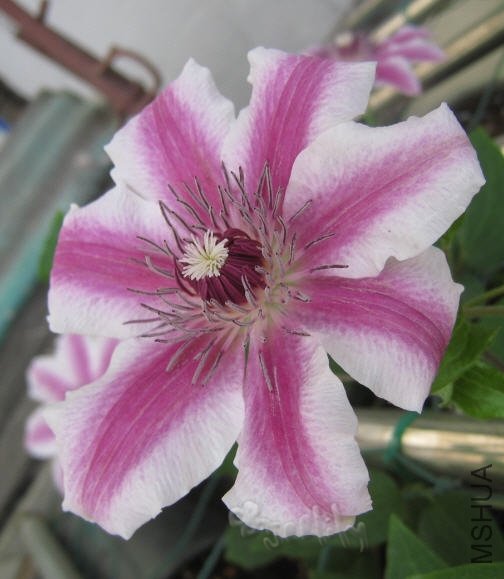 2010-05-04 ���ɱ�-����-do.jpg