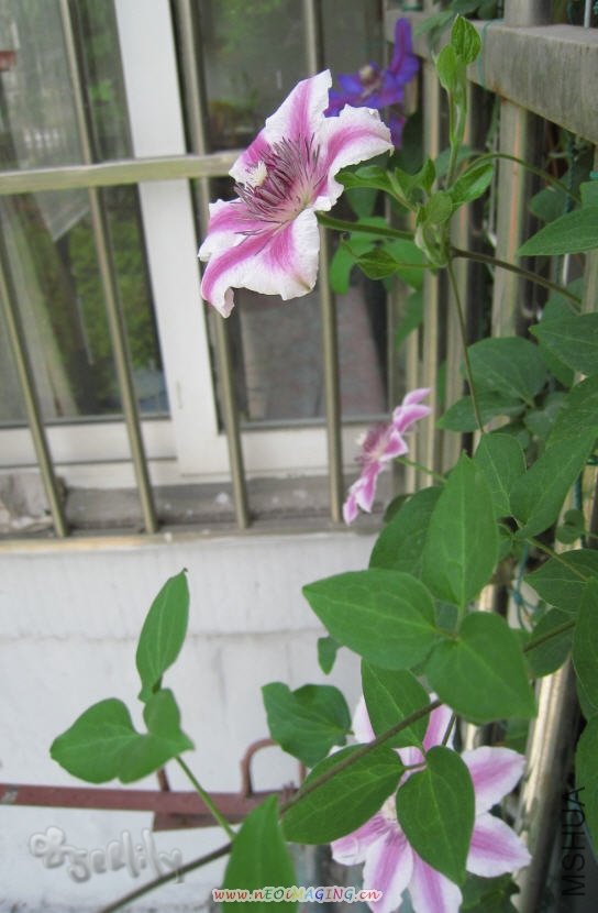 2010-05-04 �ұ���԰(���ɱ�-������)-do.jpg