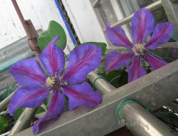 2010-05-04 ������-do.jpg