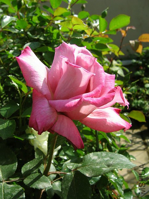 �� �� (4).JPG