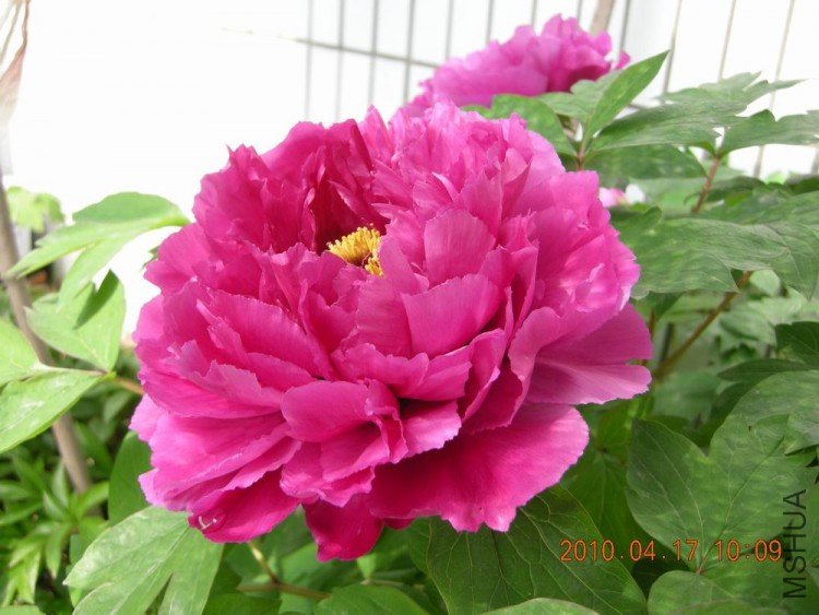 ��Ƭ 009.JPG