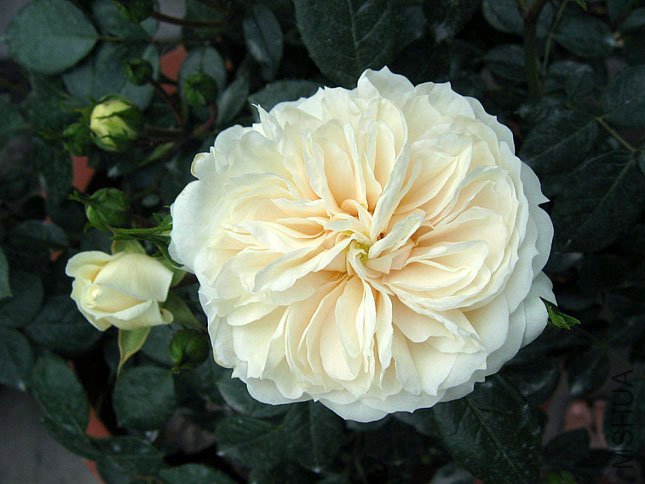 �� �� (4).jpg