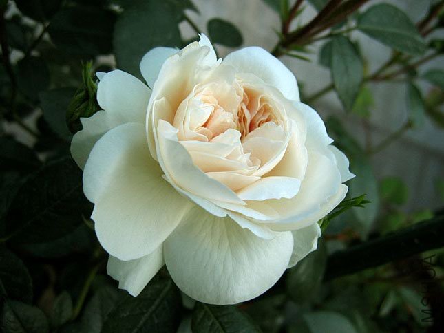 �� �� (1).jpg