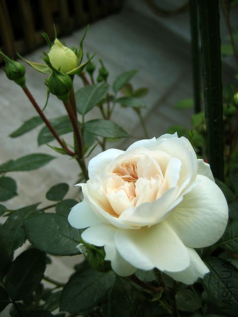 �� �� (3).jpg