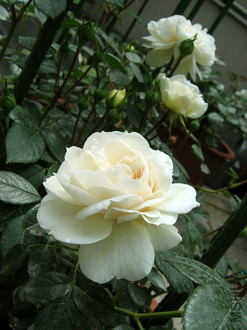 �� �� (5).jpg