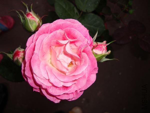 nEO_IMG_DSC00182.jpg