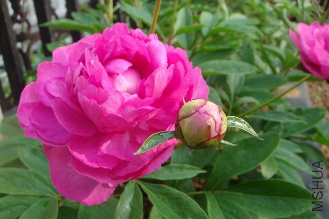 ������С DSC05317.JPG