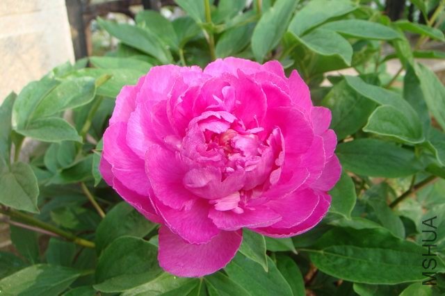 ������С DSC05318.JPG