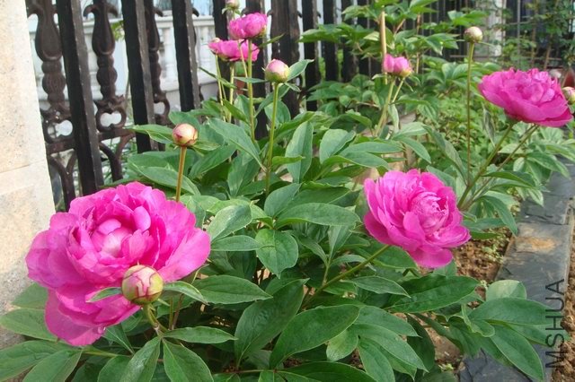������С DSC05316.JPG