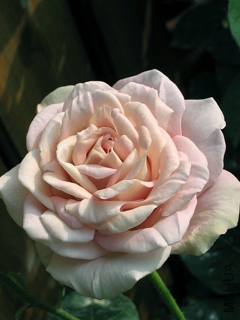 �� �� (2).JPG