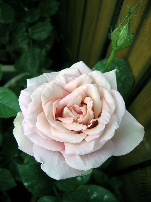 �� �� (1).JPG