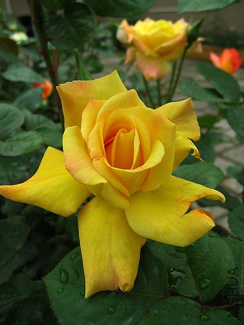 ���� (1).JPG