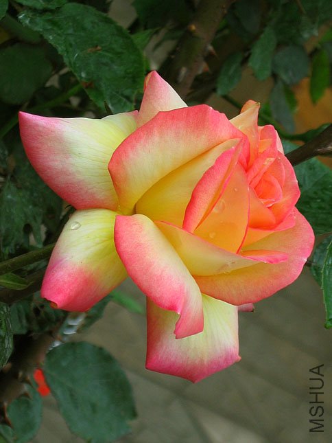 ���� (2).jpg