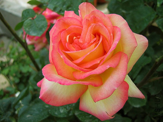 ���� (3).JPG