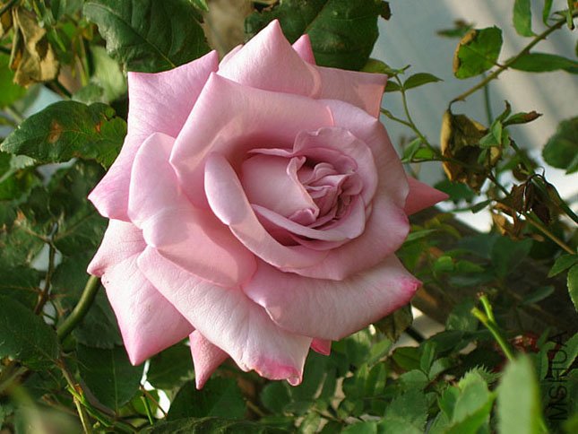 �� ���� (1).JPG