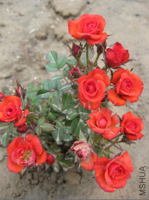 ΢��