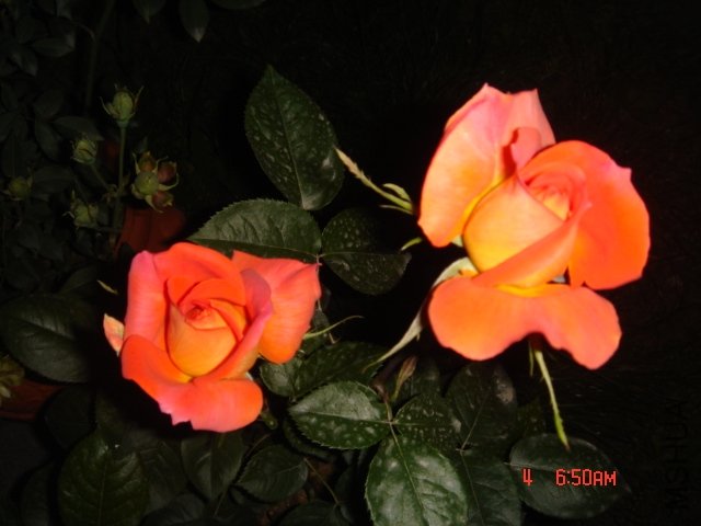 DSC03244.JPG