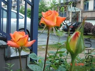 DSC03254.JPG